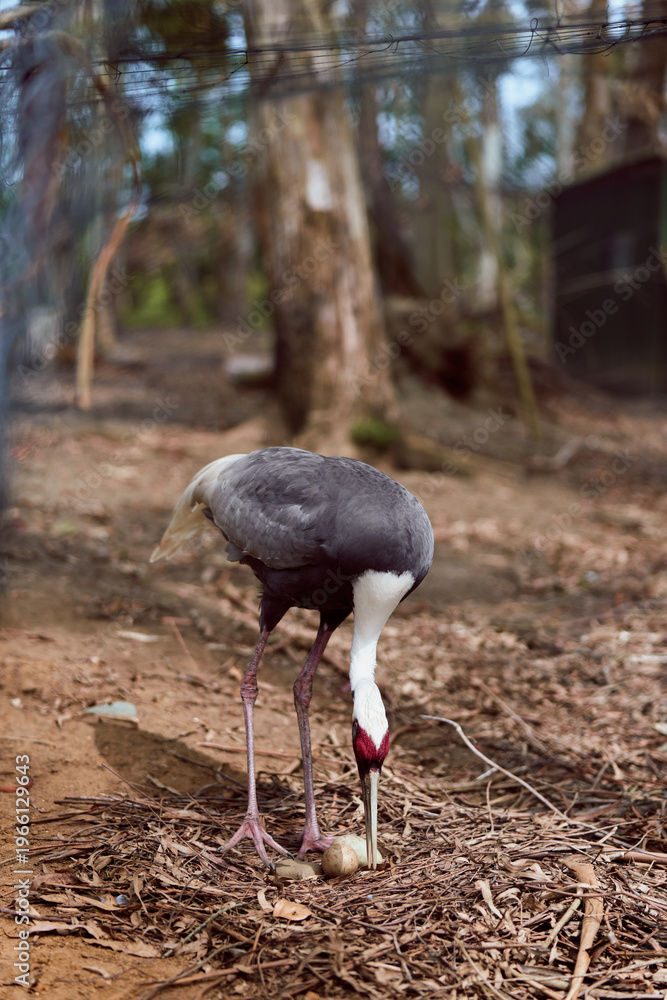 Naklejka premium Bird crane pecking at an egg on forest ground, close-up of beak and long legs among dry leaves, wildlife nature scene showing nesting behavior and habitat.