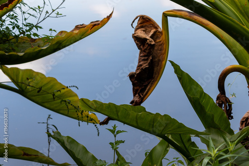 Banana d’água plant in natural wetland environment – tropical aquatic vegetation	