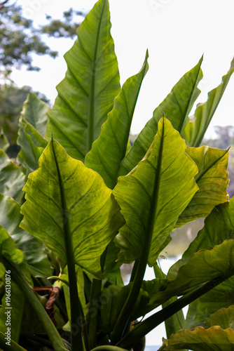 Banana d’água plant in natural wetland environment – tropical aquatic vegetation