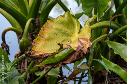Banana d’água plant in natural wetland environment – tropical aquatic vegetation