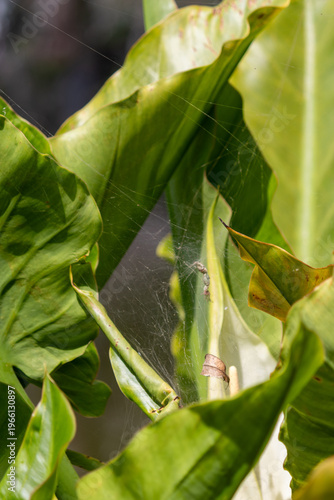 Banana d’água plant in natural wetland environment – tropical aquatic vegetation	