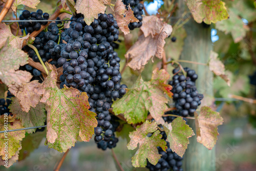 Red Wine Grapes in the Vineyard. Ripe bunches of red grapes hang on the vine in a vineyard ready to be harvested. 

