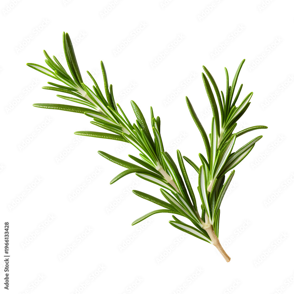 Fototapeta premium Fresh rosemary sprig isolated on transparent background culinary herb detail