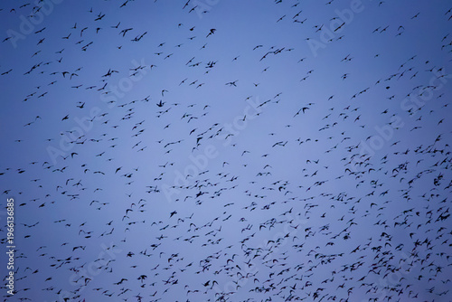 Susurration of starlings flying in the sky