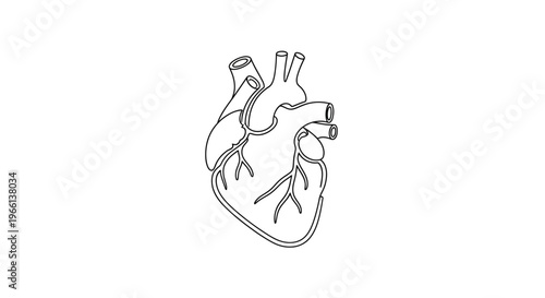 Detailed drawing of a human heart.