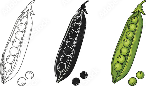Pea pod vector illustration set. Green peas in pod with outline, monochrome and colored styles. Fresh vegetable design for food, farming and organic themes.