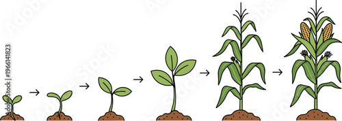 Corn plant growth stages vector illustration. Seed to mature maize development process with leaves and cob. Agriculture lifecycle diagram for farming, education and biology concepts.