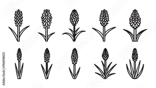 Hyacinth Flowers Icons Set Line Art Botanical Illustrations Spring Flora Collection