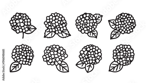 Hydrangea Flower Heads with Leaves Outline Drawings Set Floral Elements Stock Illustration