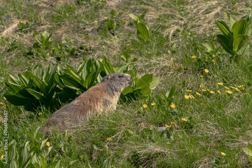 A wild Alpine marmot resting in a grassy alpine meadow surrounded by small yellow flowers. This natural wildlife scene captures the marmot in a peaceful mountain environment, highlighting biodiversity