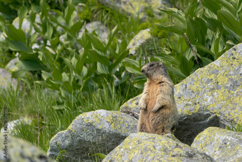 A wild Alpine marmot standing upright on rocky terrain in a natural alpine environment. This alert posture is typical behavior, showing the marmot observing its surroundings in the wild.