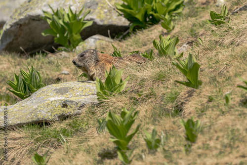 A wild Alpine marmot seen in a wide mountain landscape surrounded by alpine vegetation and rocks. This natural scene emphasizes the marmot’s habitat and environment, offering a broader view of its eco