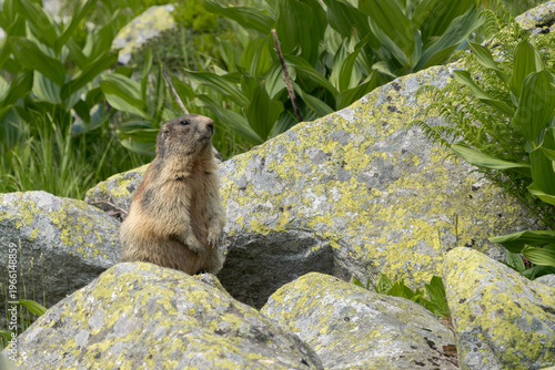 A wild Alpine marmot standing upright on rocks in a natural alpine environment. Surrounded by green vegetation and textured stones, this image captures the marmot in an alert posture within its mounta