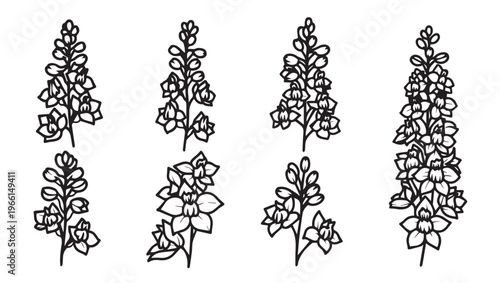 Outline Botanical Illustrations of Larkspur Flowers on White Background