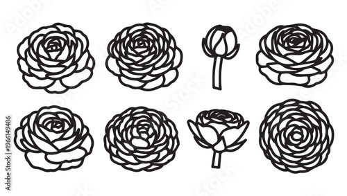 Outline Flower Collection Ranunculus Buds and Blooms Vector Graphic Isolated