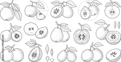 Pomegranate Fruit Cross-Section and Illustration Set with Detailed Anatomy, Seed Layout, and Botanical Drawing for Educational and Scientific Design
