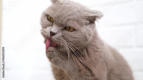 Gray cat eating food from a bowl