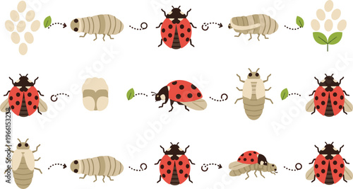 Ladybug Life Cycle Vector Set with Egg, Larvae, Pupa, and Adult Stages for Educational and Nature-Inspired Illustration