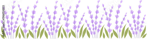 Colorful Lavender Flowers Field, Hand-Drawn Floral Border