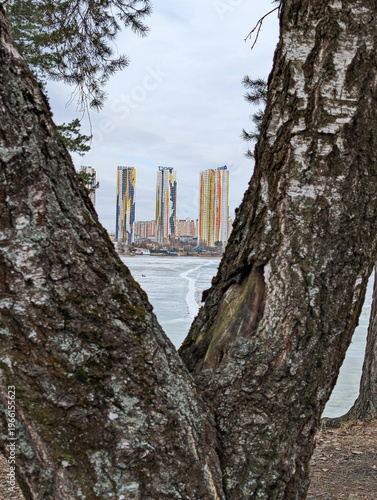 A birch tree in the Moscow countryside