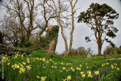 Foto Spring flowers in grassy churchyard with gravestones and trees in countryside setting