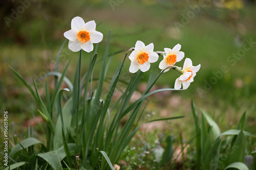 blooming daffodils in the green