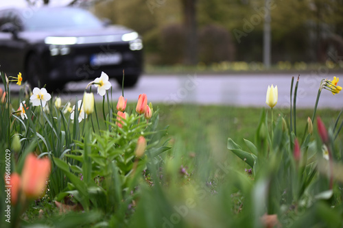 Close-up of blooming daffodils and tulips in spring near a street with a passing car.