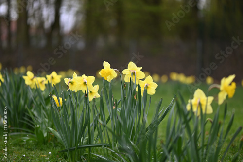 blooming daffodils in full blossom in the greens