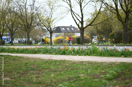 Spring is in the town. Beautiful blooming flowers near the street.  