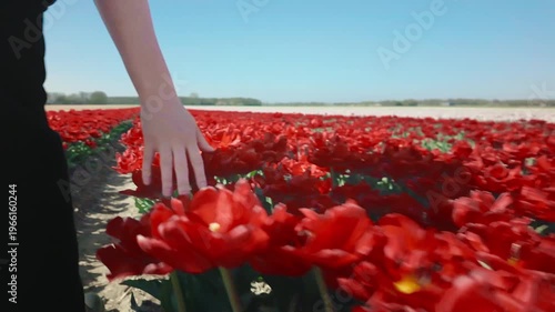 Close up of hand brushing over red tulips while walking, continuous movement, spring field detail, sensory outdoor experience, floral interaction 