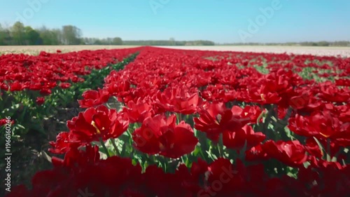 Hand glides over dense red tulips in field while moving forward, soft contact with flowers, spring bloom, outdoor lifestyle, natural sensory moment.