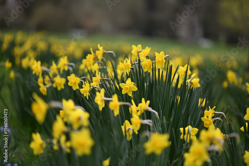 a field of yellow daffodils planted in rows
