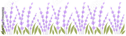 Colorful Lavender Flowers Field, Hand-Drawn Floral Borders