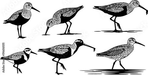 Shorebird silhouette poses collection, coastal wading bird walking and feeding set, wildlife nature vector isolated illustration