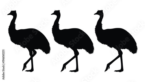 Three emu silhouettes depict the birds in varying walking poses against a white background