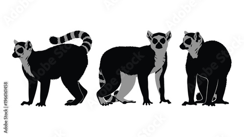 Three ring tailed lemurs in various poses against a plain white background