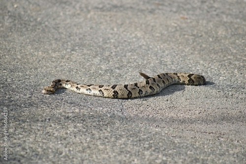 Foto Timber Rattle Snake