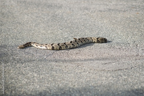 Foto Timber Rattle Snake