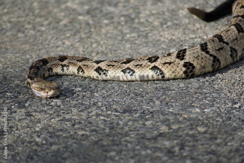 Tableau sur toile Timber Rattle Snake