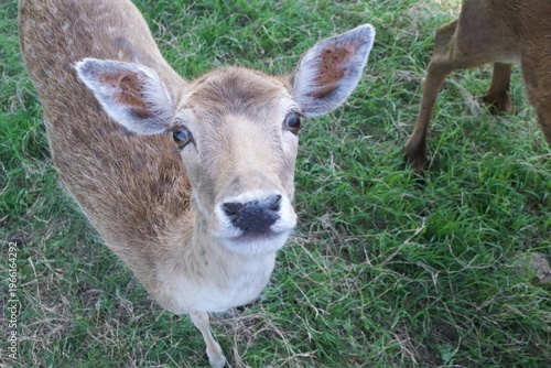deer