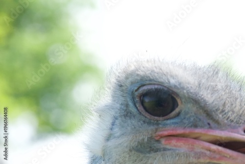 Ostrich Eye