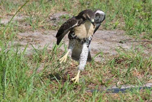 Hawk Playing