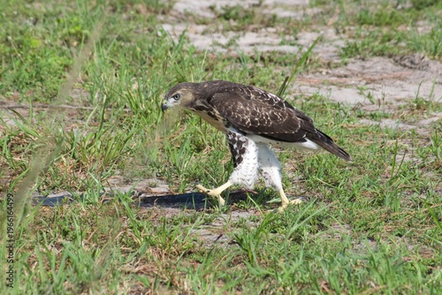Hawk Playing