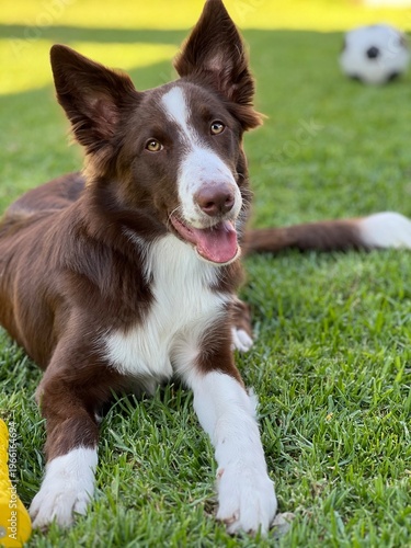 Happy Brown and White Border Collie Puppy Resting on Grass