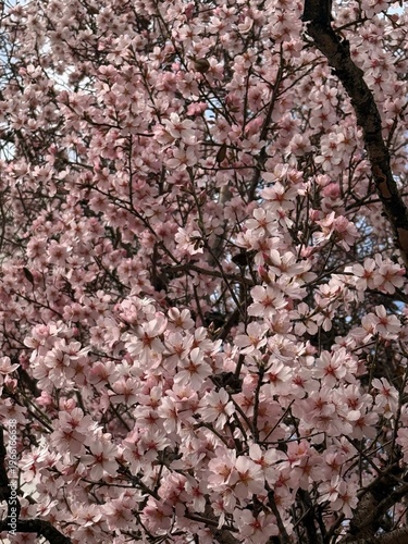 Blooming almond tree with pink flowers close up. Springtime.