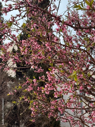 Blooming peach tree with pink flowers close up. Springtime.