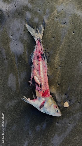 A dead gutted fish lies on the black sands of Karekare, Auckland,, New Zealand. The fish's body has been filleted, leaving only the head, tail, and spine.