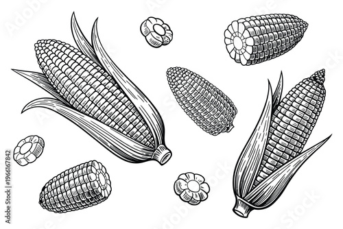 Corn cob seamless pattern, vintage engraving style vector illustration featuring ripe maize with and without leaves, detailed agricultural texture for farm design, food packaging, organic branding, an