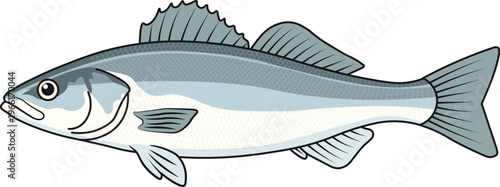 Sea Bass Fish Side View Vector Illustration Isolated