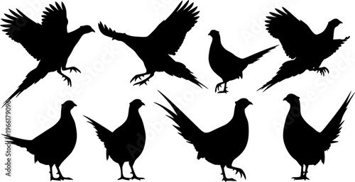 Pheasant bird silhouettes collection, flying standing poses, wildlife animal shapes, black vector illustration, isolated on white background